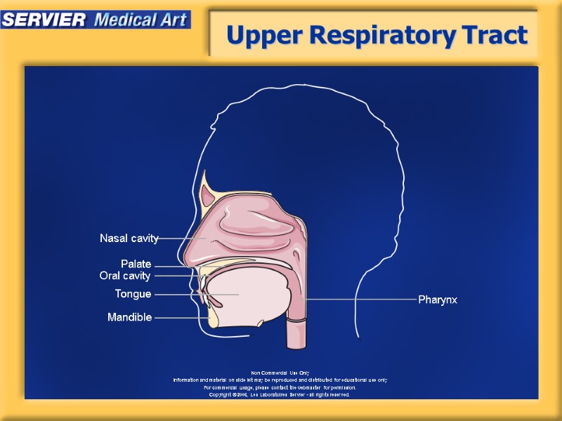 Upper Respiratory Tract Tongue Oral cavity Pharynx Nasal cavity Mandible Palate